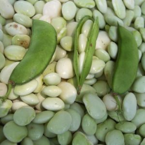 White Dixie Butterpea Lima Bean - St. Clare Heirloom Seeds