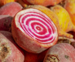 Beet - Chioggia - St. Clare Heirloom Seeds