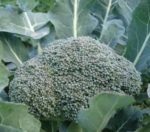 Broccoli - De Cicco - St. Clare Heirloom Seeds