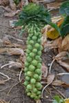 Long Island Improved Brussels Sprouts - St. Clare Heirloom Seeds