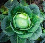 Cabbage - All Seasons - St. Clare Heirloom Seeds