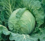 Copenhagen Market Cabbage - St. Clare Heirloom Seeds