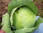 Late Flat Dutch Cabbage - St. Clare Heirloom Seeds