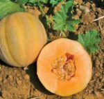 Minnesota Midget Cantaloupe - St. Clare Heirloom Seeds