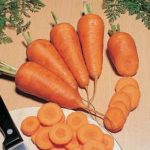Chantenay Red Core carrot - St. Clare Heirloom Seeds