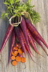 Cosmic Purple Carrot - St. Clare Heirloom Seeds