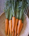 Carrot Danvers 126 - St. Clare Heirloom Seeds