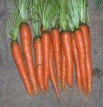 Imperator 58 Carrot - St. Clare Heirloom Seeds