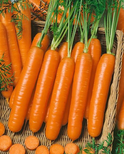 Little Fingers Carrot Seeds - St. Clare Heirloom Seeds