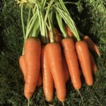 Scarlet Nantes Carrot - St. Clare Heirloom Seeds