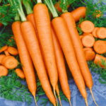 Tendersweet Carrot - St. Clare Heirloom Seeds