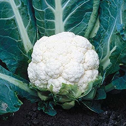 snowball self blanching cauliflower - St. Clare Heirloom Seeds