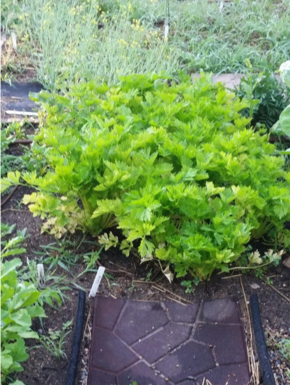 Golden Self Blanche Celery - St. Clare Heirloom Seeds - Photo Credit RobynAnne