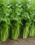 Celery Seeds