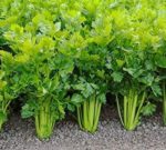 Tendercrisp Celery - St. Clare Heirloom Seeds