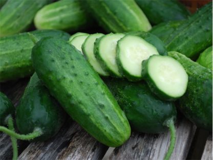 Boston Pickling Cucumber - St. Clare Heirloom Seeds