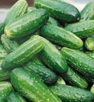 Bush Pickle Cucumber - St. Clare Heirloom Seeds