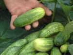 National Pickling Improved Cucumber - St. Clare Heirloom Seeds
