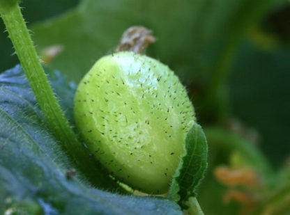 Cucumber, Slicing - Lemon Immature Fruit - St. Clare Heirloom Seeds
