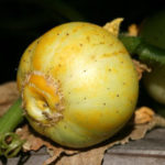 Cucumber, Slicing - Lemon - St. Clare Heirloom Seeds