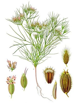Herb, Annual - Cumin - St. Clare Heirloom Seeds