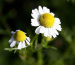 Herb, Annual - German Chamomile - St. Clare Heirloom Seeds - Photo Credit Fir0002