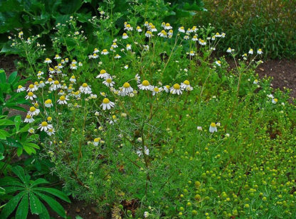 Herb, Annual - German Chamomile - St. Clare Heirloom Seeds - Photo credit H. Zell
