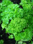 Herb, Annual - Triple Curled Parsley - St. Clare Heirloom Seeds
