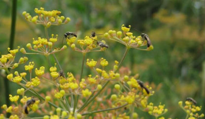 Herb, Perennial - Sweet Fennel Blossom - St. Clare Heirloom Seeds