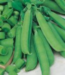 Pea, Edible Pod, Snap - Sugar Bon - St. Clare Heirloom Seeds