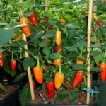 Pepper, Hot - Santa Fe Grande - St. Clare Heirloom Seeds