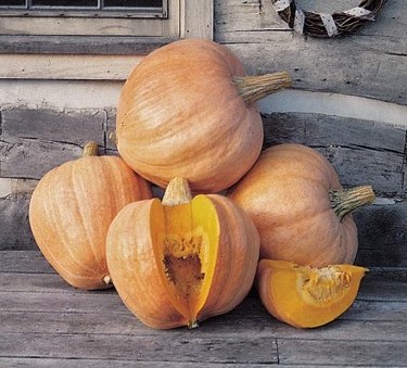 Pumpkin - Amish Pie - St. Clare Heirloom Seeds