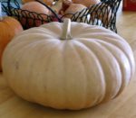 Pumpkin - Long Island Cheese - St. Clare Heirloom Seeds