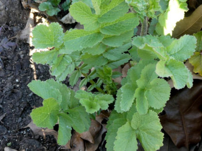 Radish - Black Spanish Green - St. Clare Heirloom Seeds