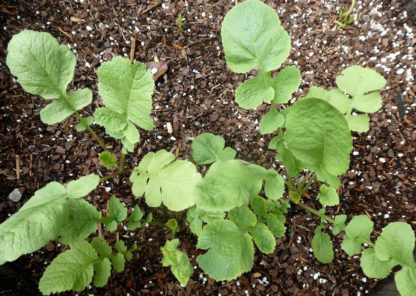 Radish - Black Spanish Young Plants - St. Clare Heirloom Seeds