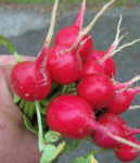 Radish - Early Scarlet Globe - St. Clare Heirloom Seeds