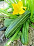 Squash, Summer - Cocozelle - St. Clare Heirloom Seeds
