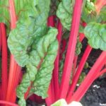 Swiss Chard - Ruby Red - St. Clare Heirloom Seeds