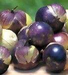 Tomatillo - Purple - St. Clare Heirloom Seeds