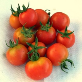Tomato, Cherry - Large Red Cherry - St. Clare Heirloom Seeds