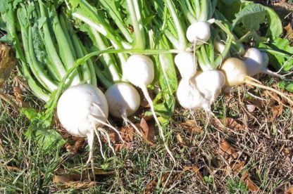 Turnip - Shogoin - St. Clare Heirloom Seeds