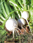 Turnip - Shogoin - St. Clare Heirloom Seeds