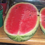 Watermelon - Jubilee - St. Clare Heirloom Seeds
