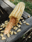 Pencil Cob Non GMO Corn - St. Clare Heirloom Seeds