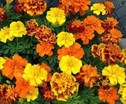 Flower - Marigold - Sparky Mix - St. Clare Heirloom Seeds