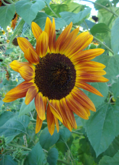 Autumn Beauty Sunflower - St. Clare Heirloom Seeds Photo Credit PJ Smith