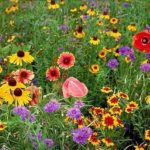 Midwestern Wildflower Mix - St. Clare Heirloom Seeds