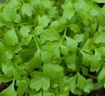 Herb, Perennial - Garden Cress - St. Clare Heirloom Seeds