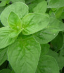 Herb, Perennial - Oregano Italian - St. Clare Heirloom Seeds