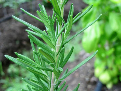 Herb, Perennial - Rosemary - St. Clare Heirloom Seeds